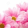 pinkflower17