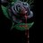 Dark Rose56
